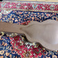 Taylor GT-8 Baritone 2010